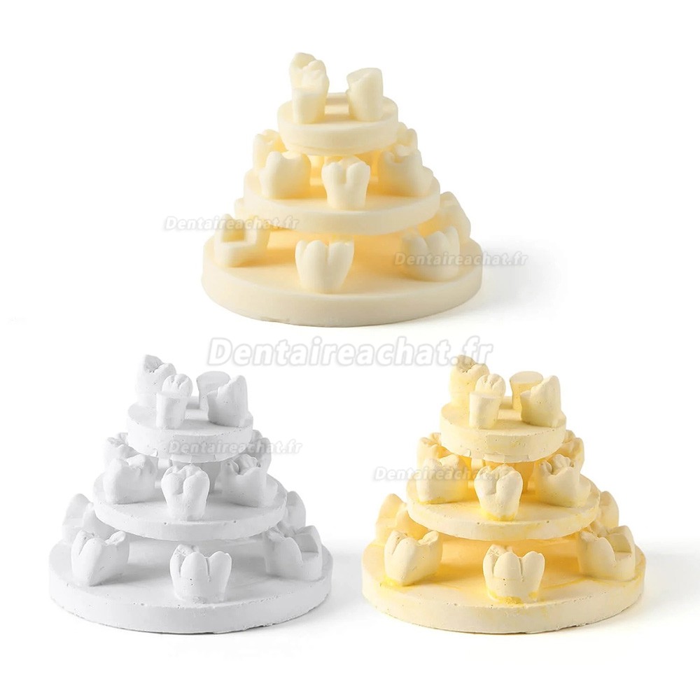 Kit de formation à la morphologie dentaire (3 pièces/sac) : modèles de positions U6/L6/U4 (gypse/résine)